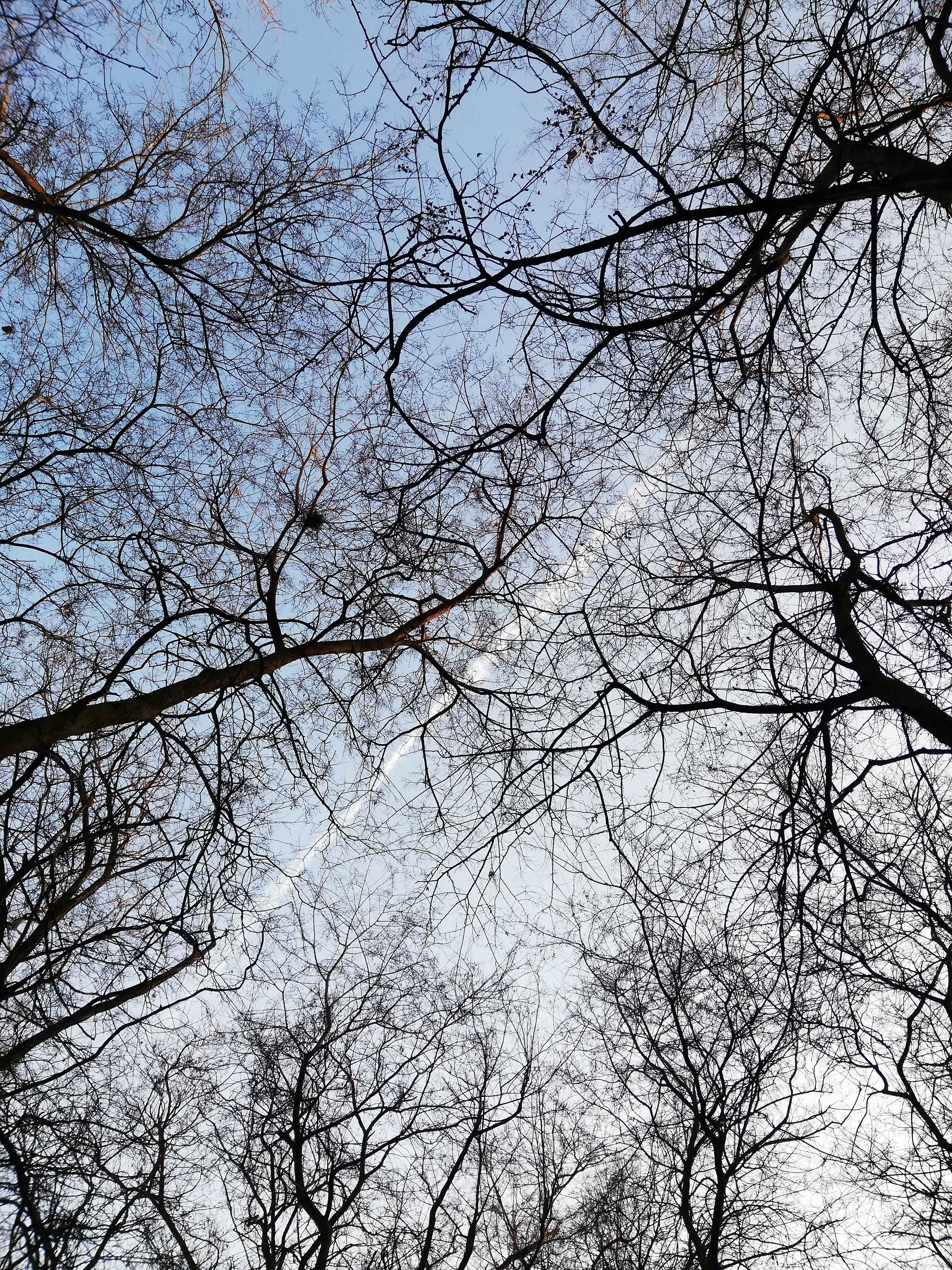 téli erdőfürdő kék éggel és fákkal